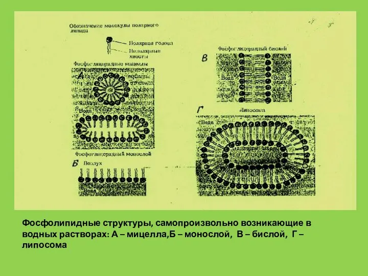 Фосфолипидные структуры, самопроизвольно возникающие в водных растворах: А – мицелла,Б – монослой,