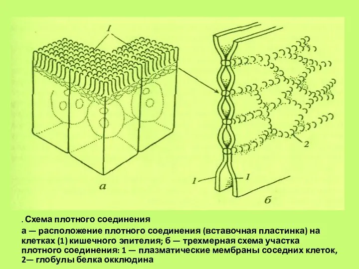 . Схема плотного соединения а — расположение плотного соединения (вставочная пластинка) на