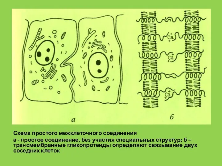 Схема простого межклеточного соединения а - простое соединение, без участия специальных структур;