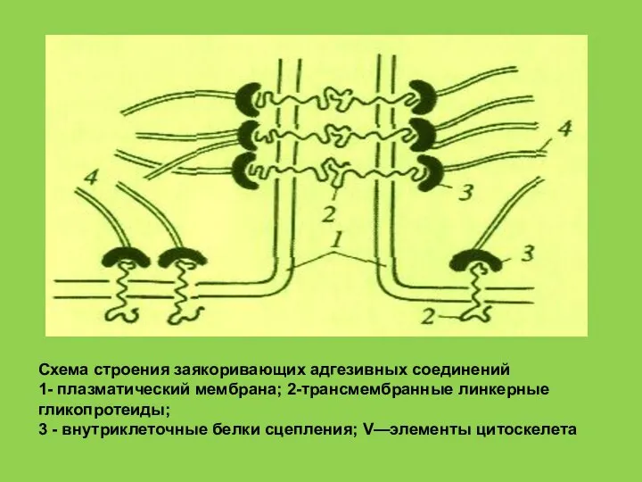 Схема строения заякоривающих адгезивных соединений 1- плазматический мембрана; 2-трансмембранные линкерные гликопротеиды; 3