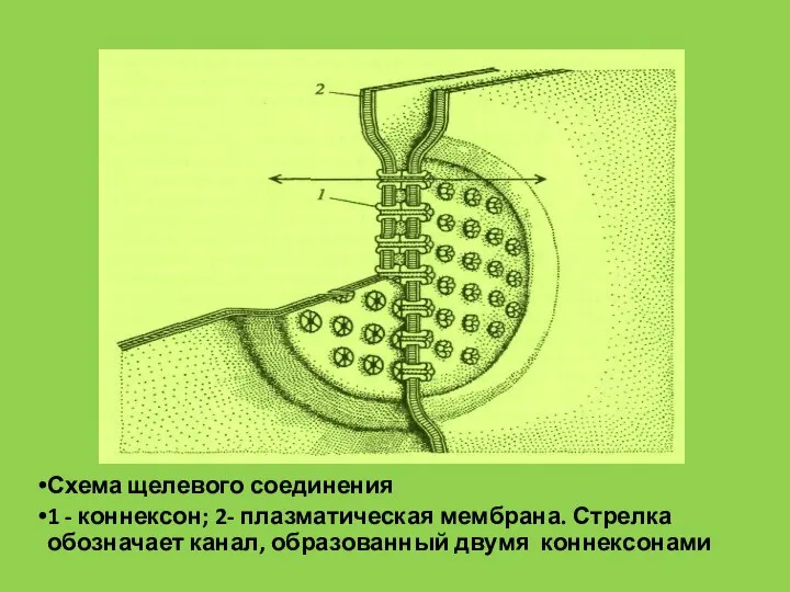 Схема щелевого соединения 1 - коннексон; 2- плазматическая мембрана. Стрелка обозначает канал, образованный двумя коннексонами