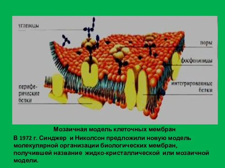 Мозаичная модель клеточных мембран В 1972 г. Синджер и Николсон предложили новую