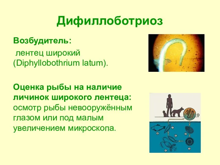 Дифиллоботриоз Возбудитель: лентец широкий (Diphyllobothrium latum). Оценка рыбы на наличие личинок широкого