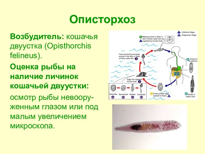 Описторхоз Возбудитель: кошачья двуустка (Opisthorchis felineus). Оценка рыбы на наличие личинок кошачьей