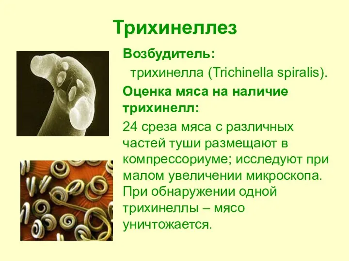 Трихинеллез Возбудитель: трихинелла (Trichinella spiralis). Оценка мяса на наличие трихинелл: 24 среза