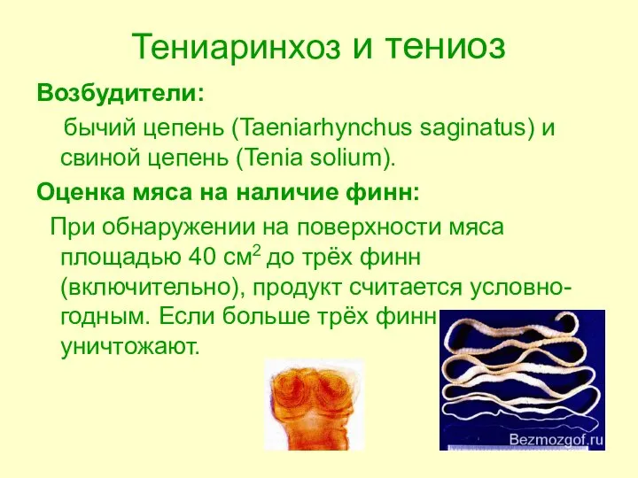 Тениаринхоз и тениоз Возбудители: бычий цепень (Taeniarhynchus saginatus) и свиной цепень (Tenia