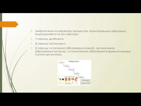 Эмбриогенез по характеру процессов, происходящих в зародыше, подразделяется на три периода: 1)