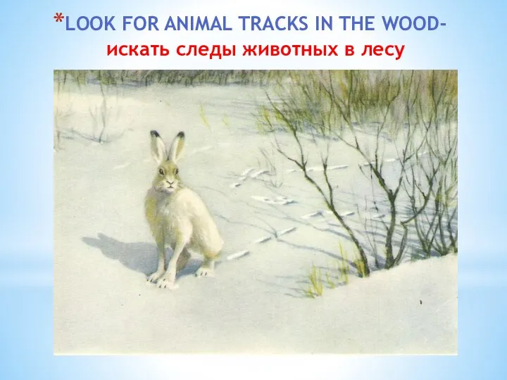 LOOK FOR ANIMAL TRACKS IN THE WOOD- искать следы животных в лесу