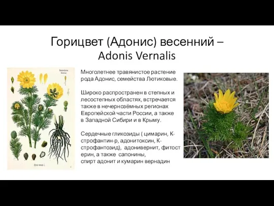 Горицвет (Адонис) весенний – Adonis Vernalis Многолетнее травянистое растение рода Адонис, семейства