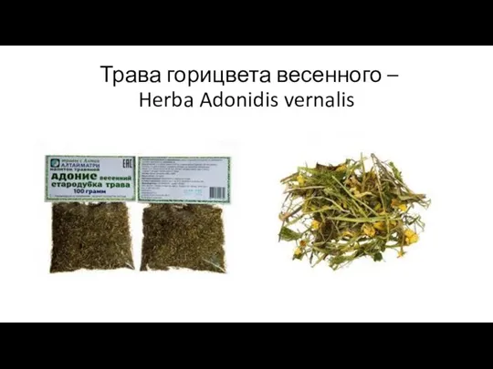 Трава горицвета весенного – Herba Adonidis vernalis