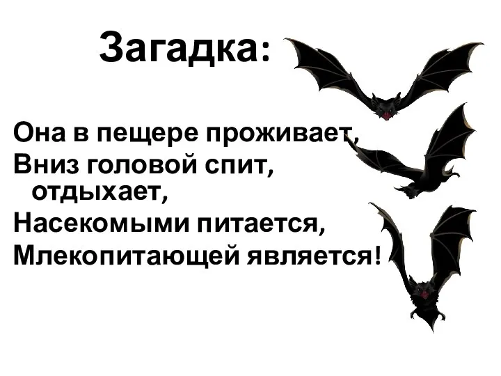 Загадка: Она в пещере проживает, Вниз головой спит, отдыхает, Насекомыми питается, Млекопитающей является!