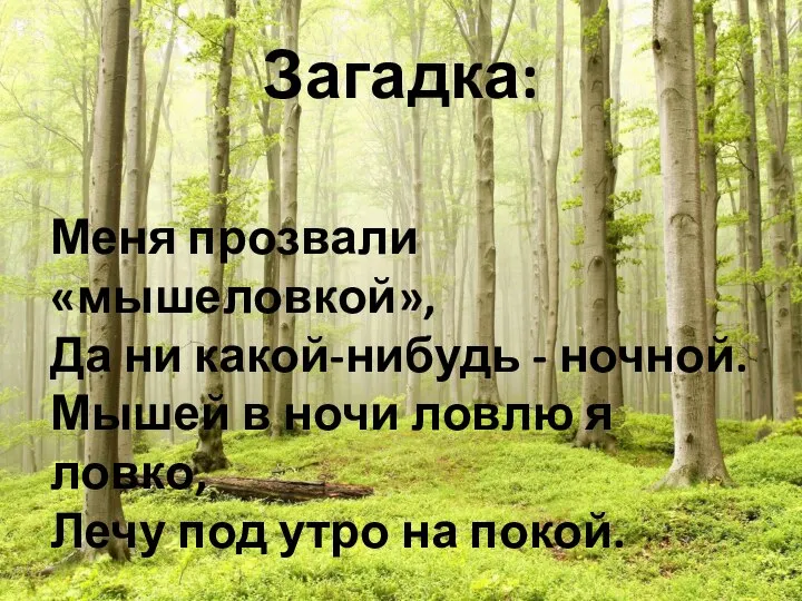 Загадка: Меня прозвали «мышеловкой», Да ни какой-нибудь - ночной. Мышей в ночи