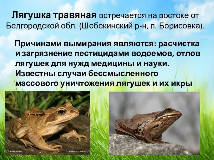 Лягушка травяная встречается на востоке от Белгородской обл. (Шебекинский р-н, п. Борисовка).