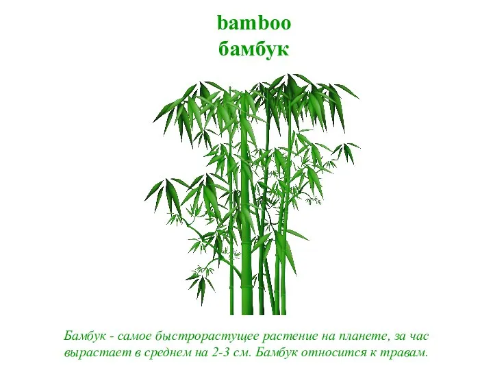 bamboo бамбук Бамбук - самое быстрорастущее растение на планете, за час вырастает