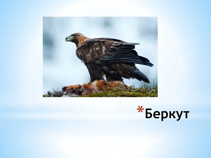 Беркут