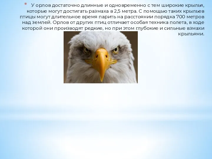 У орлов достаточно длинные и одновременно с тем широкие крылья, которые могут