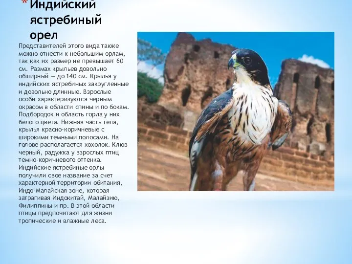 Индийский ястребиный орел Представителей этого вида также можно отнести к небольшим орлам,
