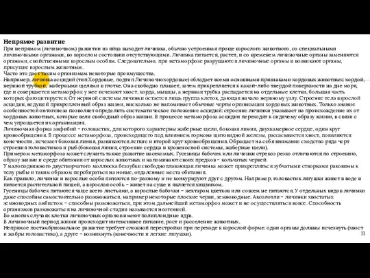 Непрямое развитие При непрямом (личиночном) развитии из яйца выходит личинка, обычно устроенная