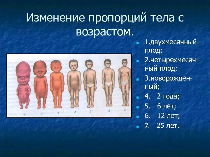 Изменение пропорций тела с возрастом. 1.двухмесячный плод; 2.четырехмесяч-ный плод; 3.новорожден-ный; 4. 2
