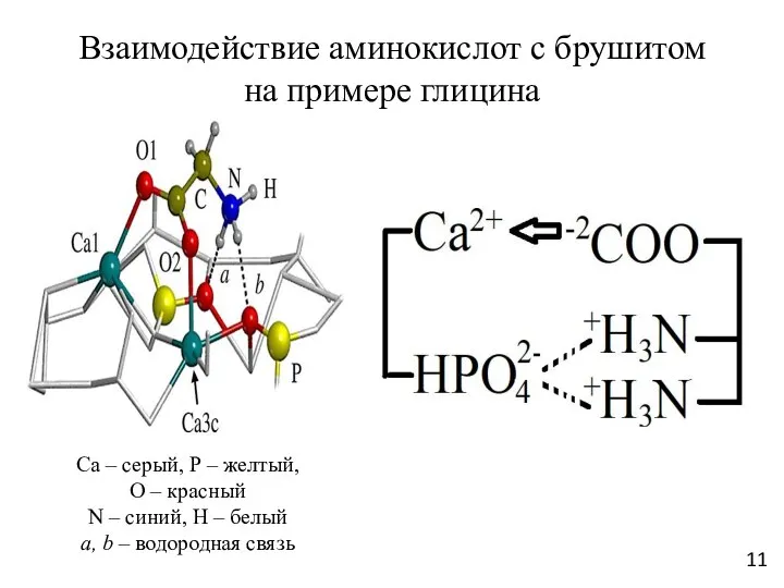 Взаимодействие аминокислот с брушитом на примере глицина Са – серый, Р –