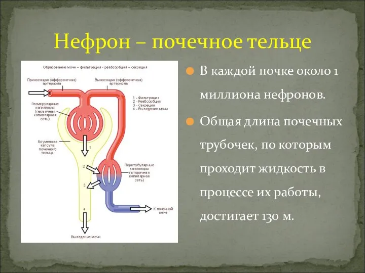 Нефрон – почечное тельце В каждой почке около 1 миллиона нефронов. Общая