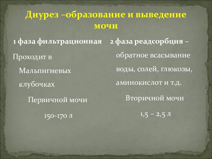 Диурез –образование и выведение мочи 1 фаза фильтрационная Проходит в Мальпигиевых клубочках