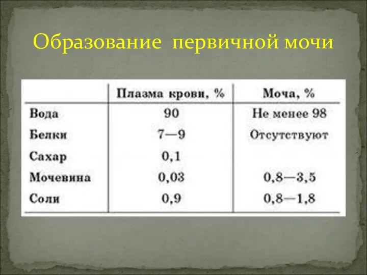 Образование первичной мочи