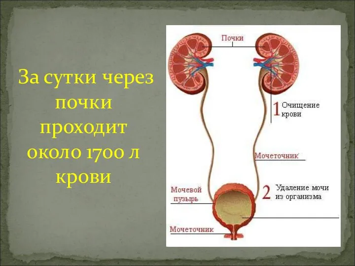 За сутки через почки проходит около 1700 л крови