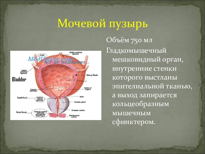 Мочевой пузырь Объём 750 мл Гладкомышечный мешковидный орган, внутренние стенки которого выстланы