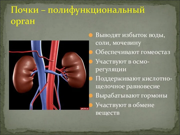 Почки – полифункциональный орган Выводят избыток воды, соли, мочевину Обеспечивают гомеостаз Участвуют