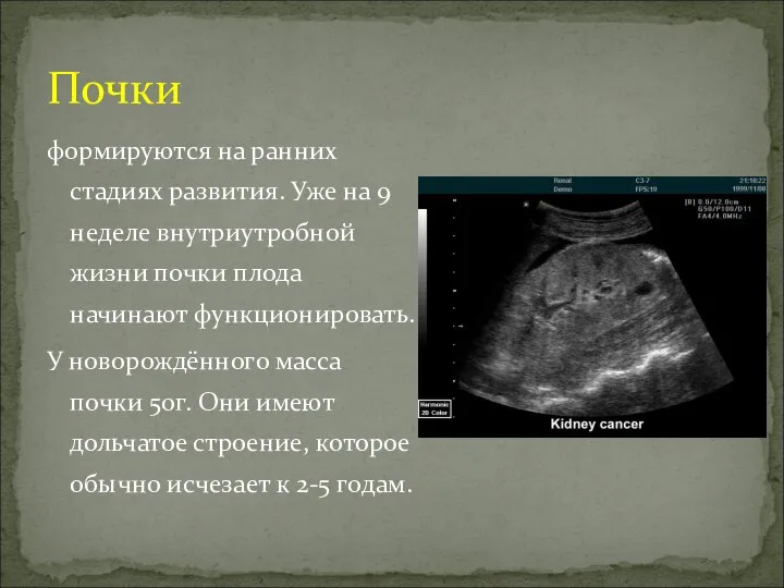 Почки формируются на ранних стадиях развития. Уже на 9 неделе внутриутробной жизни