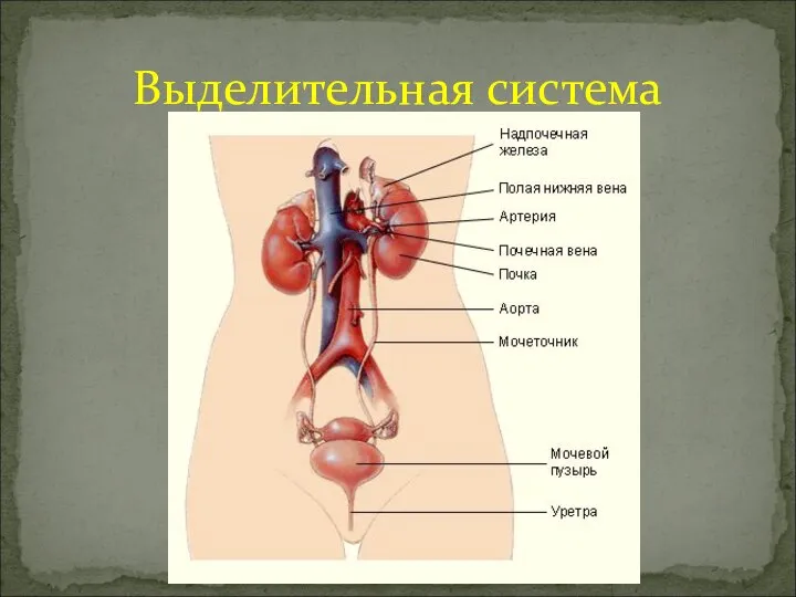 Выделительная система