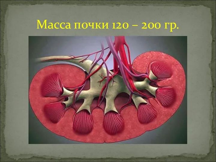 Масса почки 120 – 200 гр.