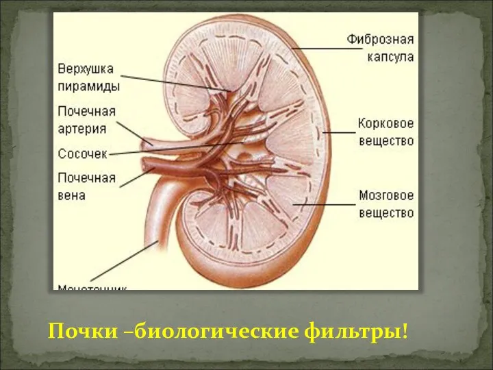 Почки –биологические фильтры!