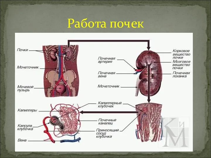 Работа почек