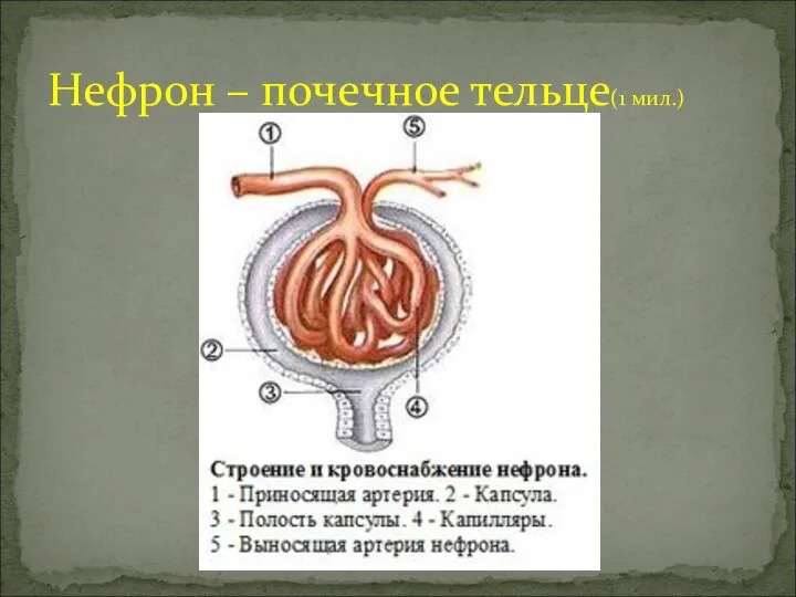 Нефрон – почечное тельце(1 мил.)