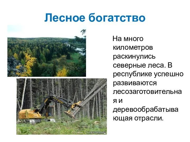 Лесное богатство На много километров раскинулись северные леса. В республике успешно развиваются лесозаготовительная и деревообрабатывающая отрасли.