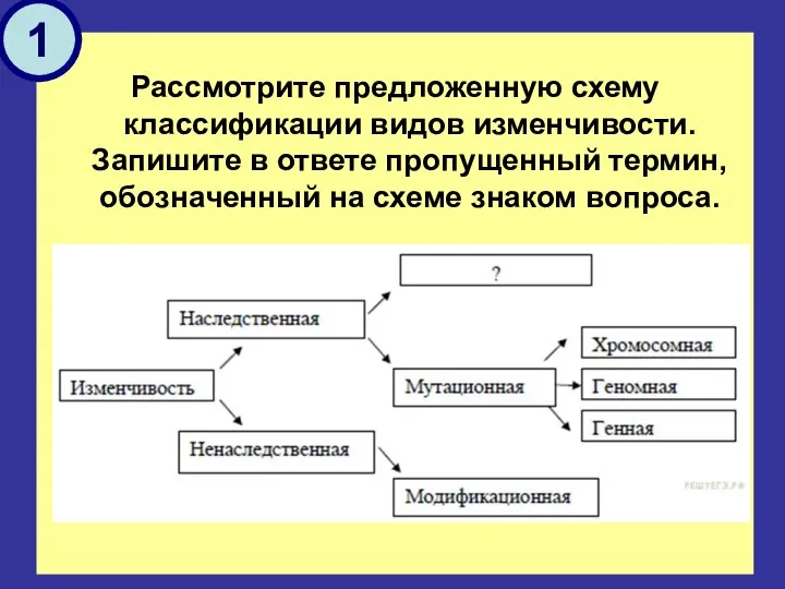 Рассмотрите предложенную схему классификации видов изменчивости. Запишите в ответе пропущенный термин, обозначенный