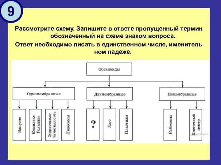 Рассмотрите схему. Запишите в ответе пропущенный термин обозначенный на схеме знаком вопроса.