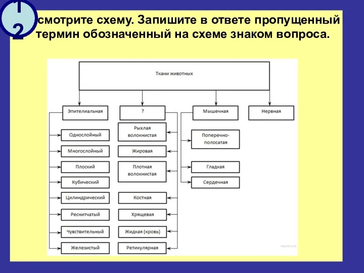 Рассмотрите схему. Запишите в ответе пропущенный термин обозначенный на схеме знаком вопроса. 12