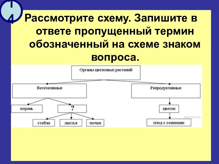 Рассмотрите схему. Запишите в ответе пропущенный термин обозначенный на схеме знаком вопроса. 14