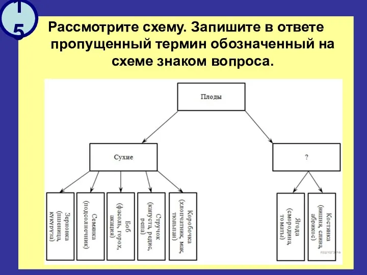 Рассмотрите схему. Запишите в ответе пропущенный термин обозначенный на схеме знаком вопроса. 15