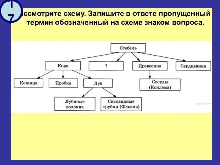 Рассмотрите схему. Запишите в ответе пропущенный термин обозначенный на схеме знаком вопроса. 17