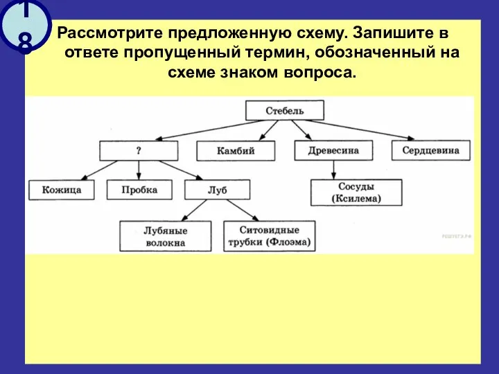 Рассмотрите предложенную схему. Запишите в ответе пропущенный термин, обозначенный на схеме знаком вопроса. 18