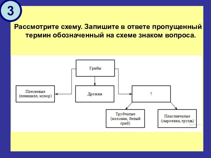 Рассмотрите схему. Запишите в ответе пропущенный термин обозначенный на схеме знаком вопроса. 3