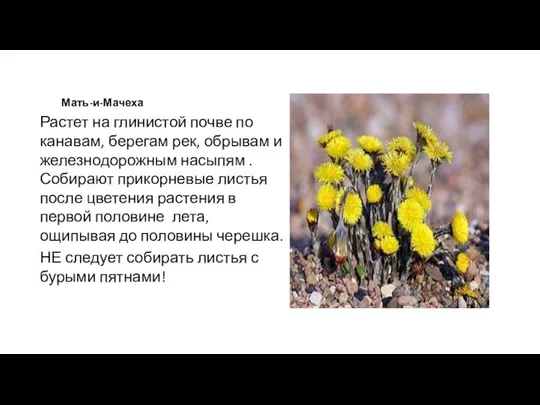 Мать-и-Мачеха Растет на глинистой почве по канавам, берегам рек, обрывам и железнодорожным