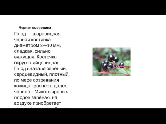 Черная смородина Плод — шаровидная чёрная костянка диаметром 8—10 мм, сладкая, сильно