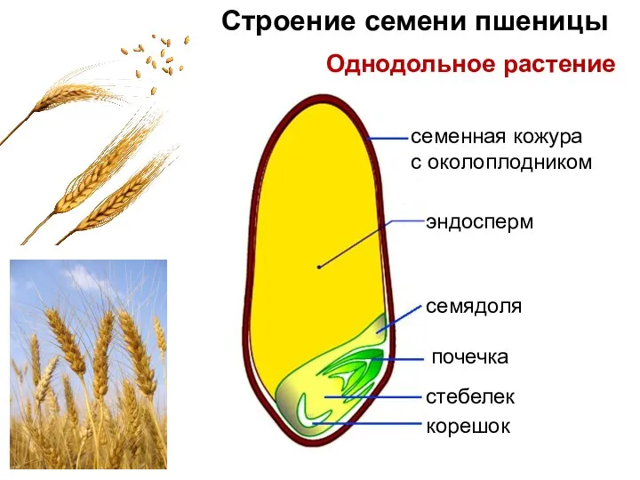 эндосперм семядоля почечка корешок стебелек семенная кожура с околоплодником Строение семени пшеницы Однодольное растение