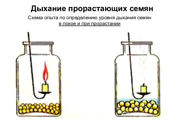 Дыхание прорастающих семян Схема опыта по определению уровня дыхания семян в покое и при прорастании