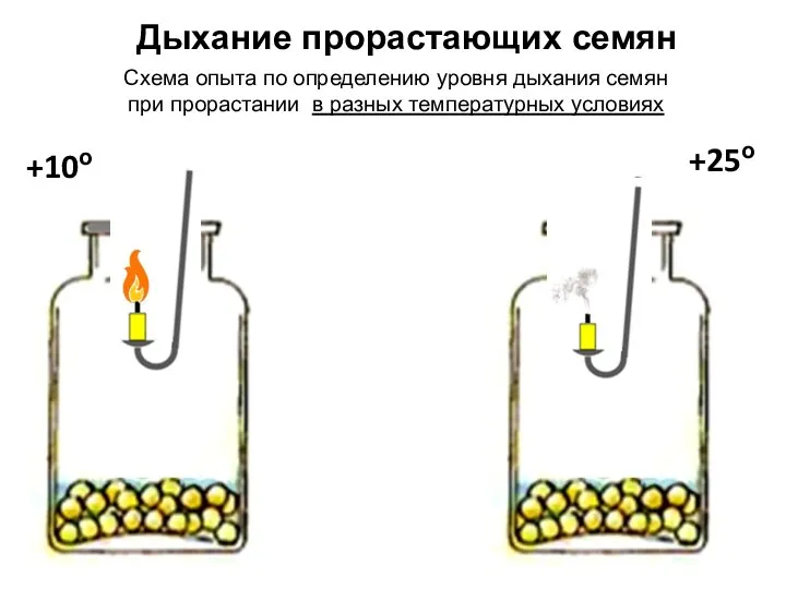 +25о Дыхание прорастающих семян Схема опыта по определению уровня дыхания семян при